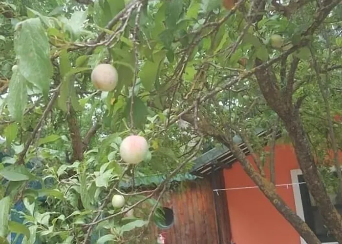 Likya Saklibahce ホテル