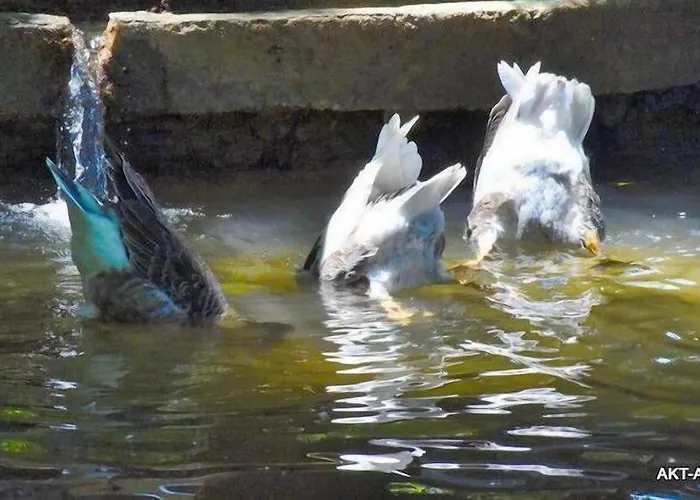 ホテル Likya Saklibahce *